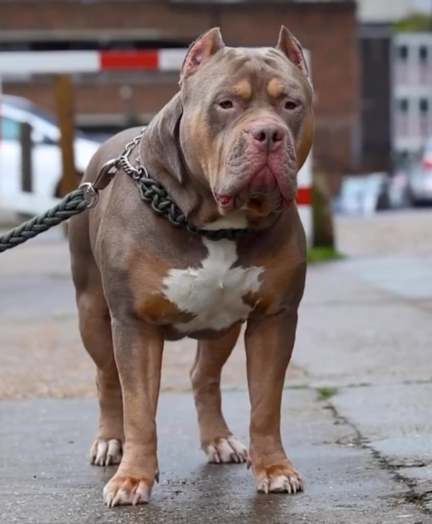 Dog Featured Image