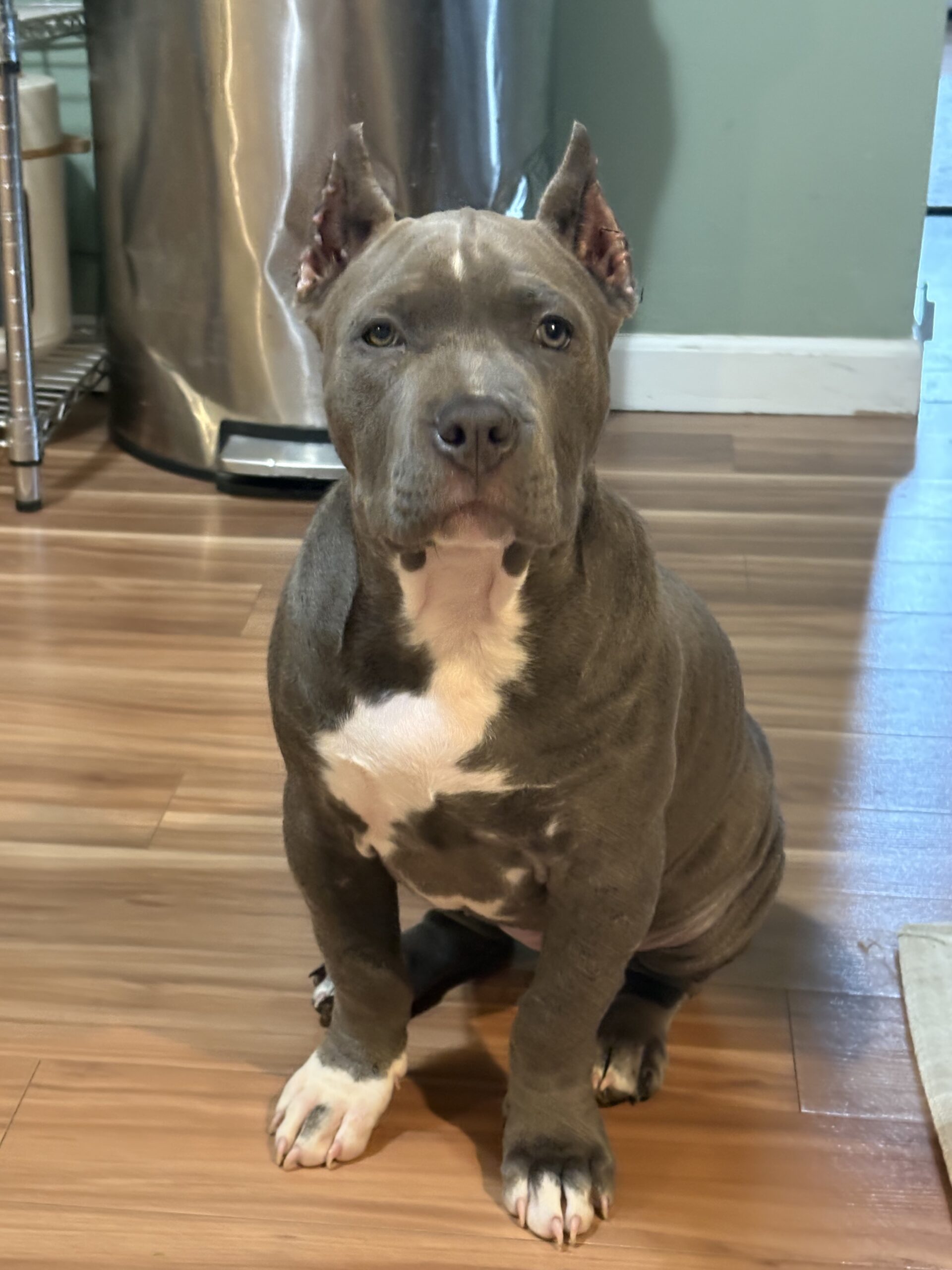 Dog Featured Image
