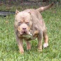 4BOI Kennel Soulja