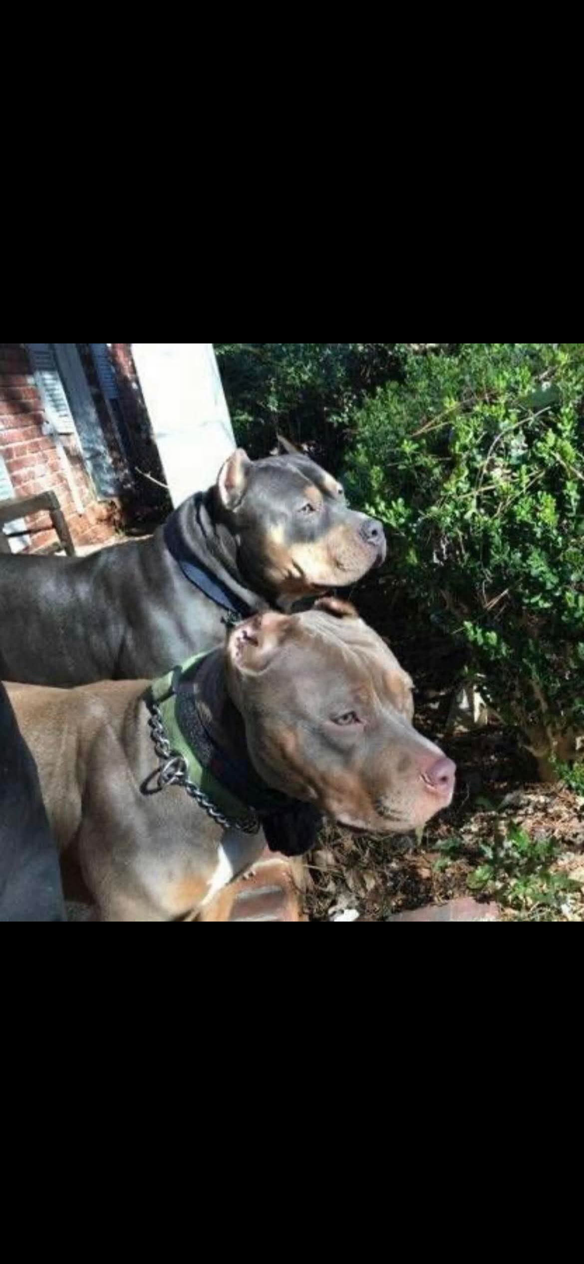 Dog Featured Image