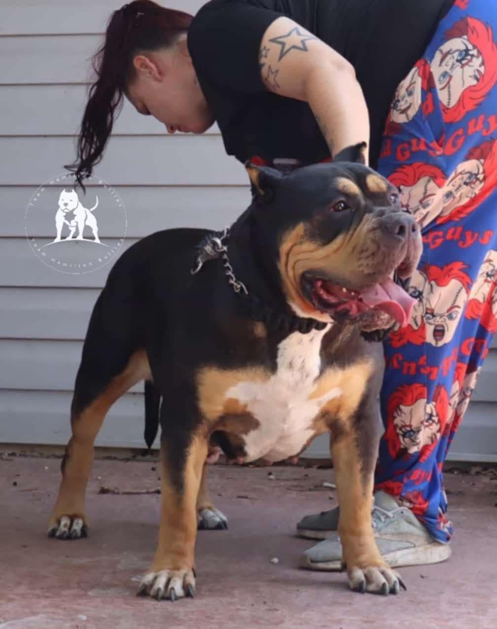 Dog Featured Image