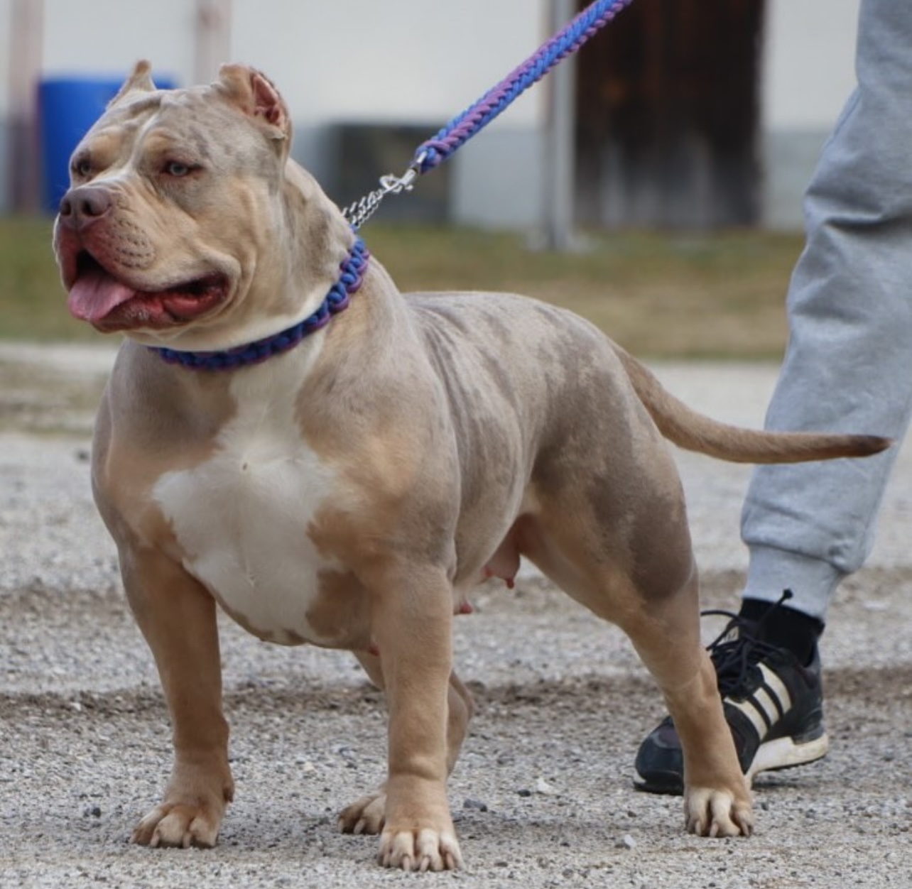 Dog Featured Image