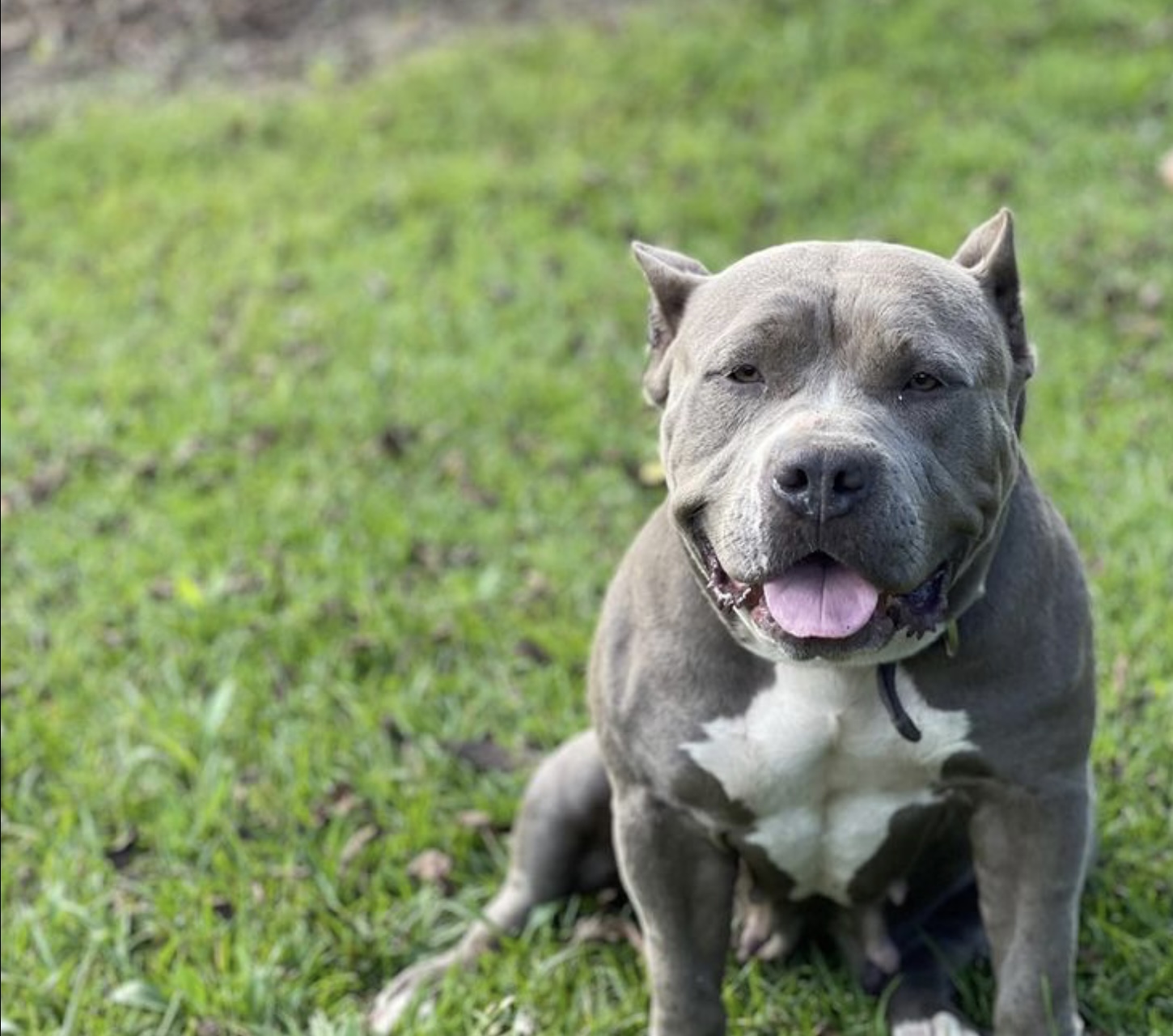 Dog Featured Image
