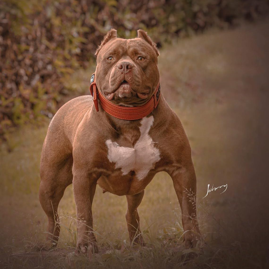 Dog Featured Image