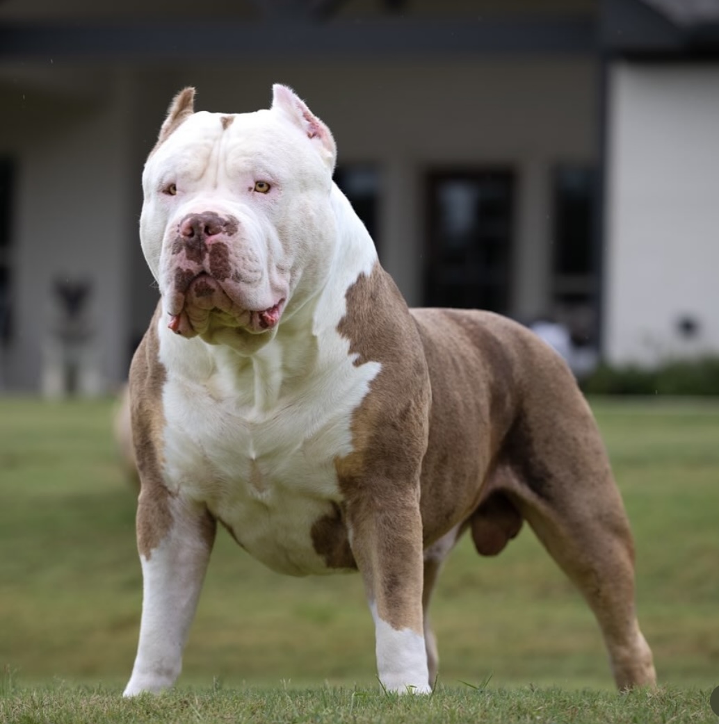 Dog Featured Image