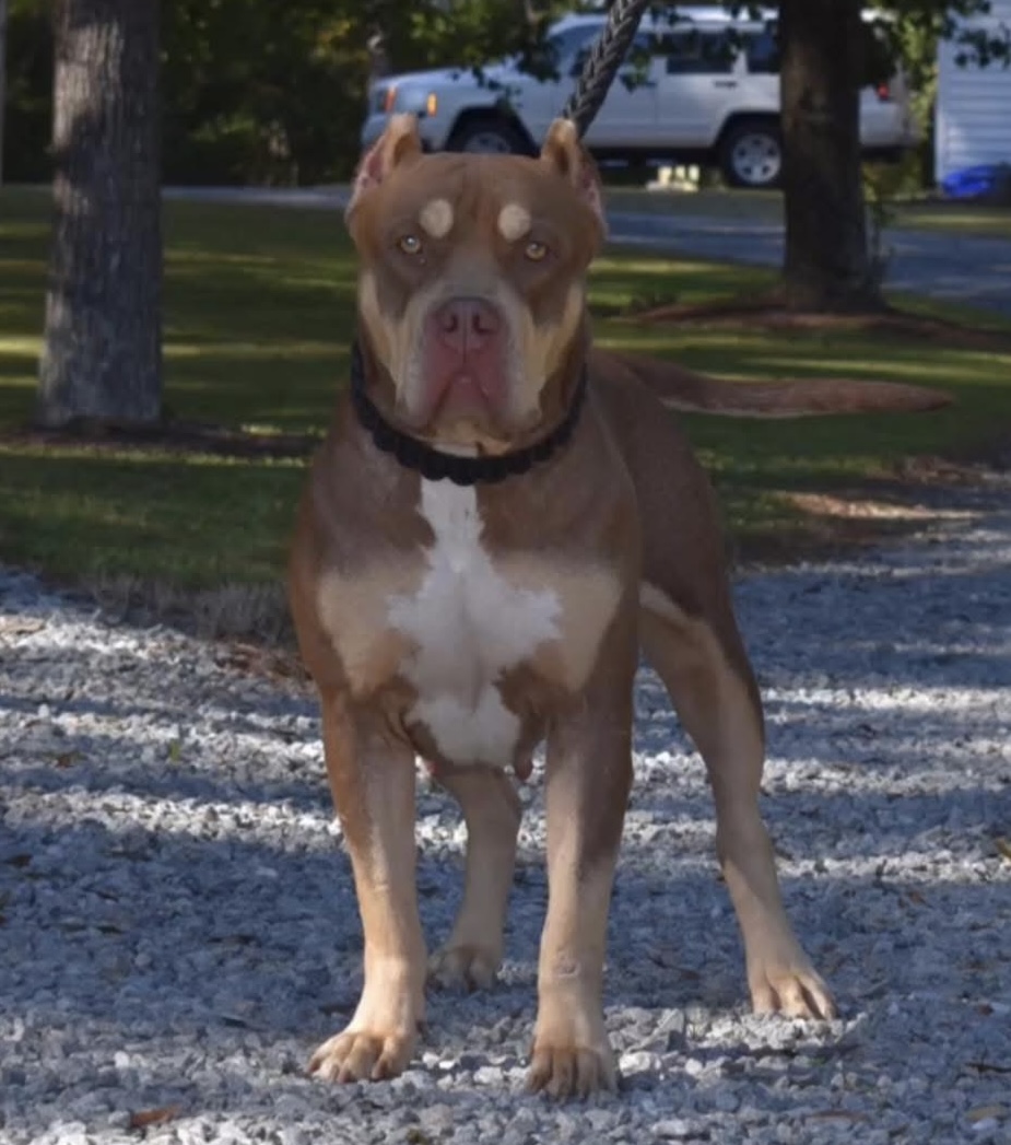 Dog Featured Image