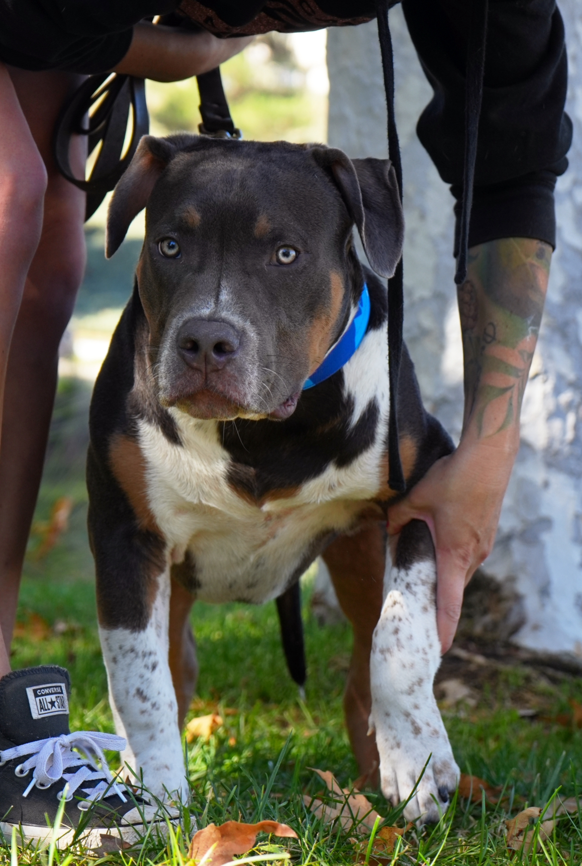 Dog Featured Image