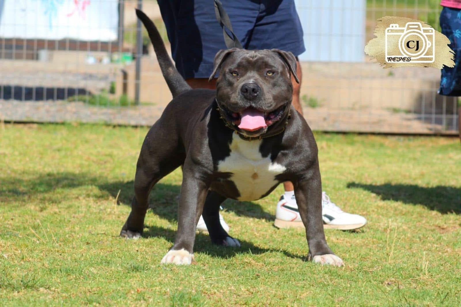 Dog Featured Image
