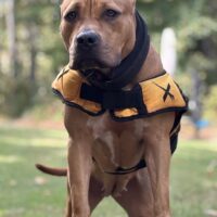 Dog Featured Image