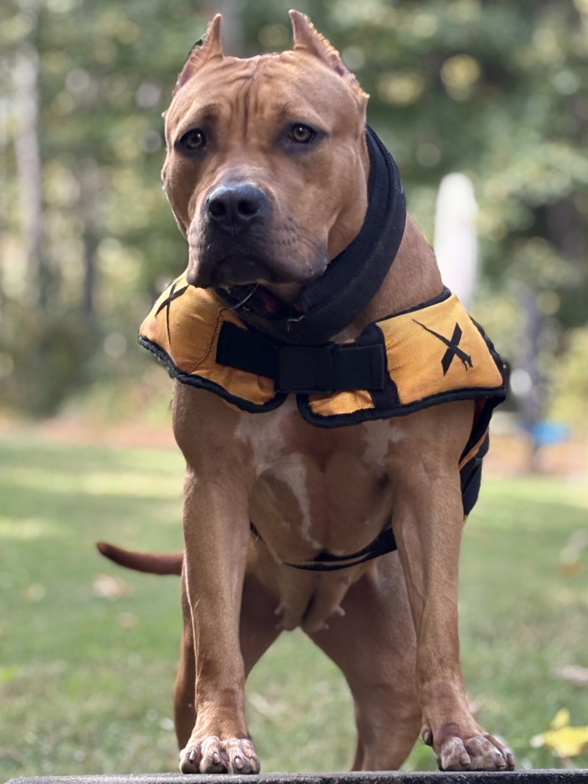 Dog Featured Image