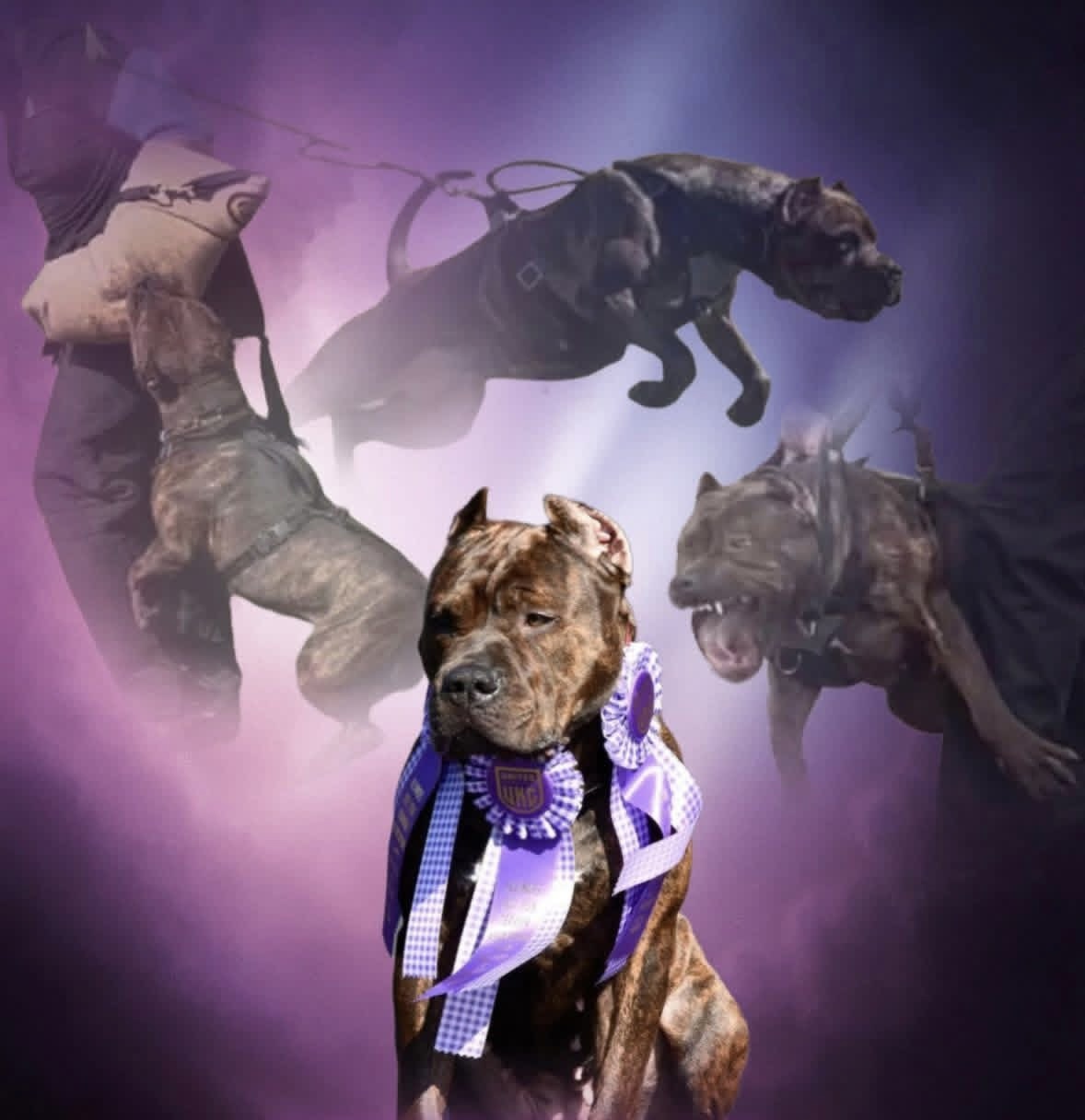 Dog Featured Image