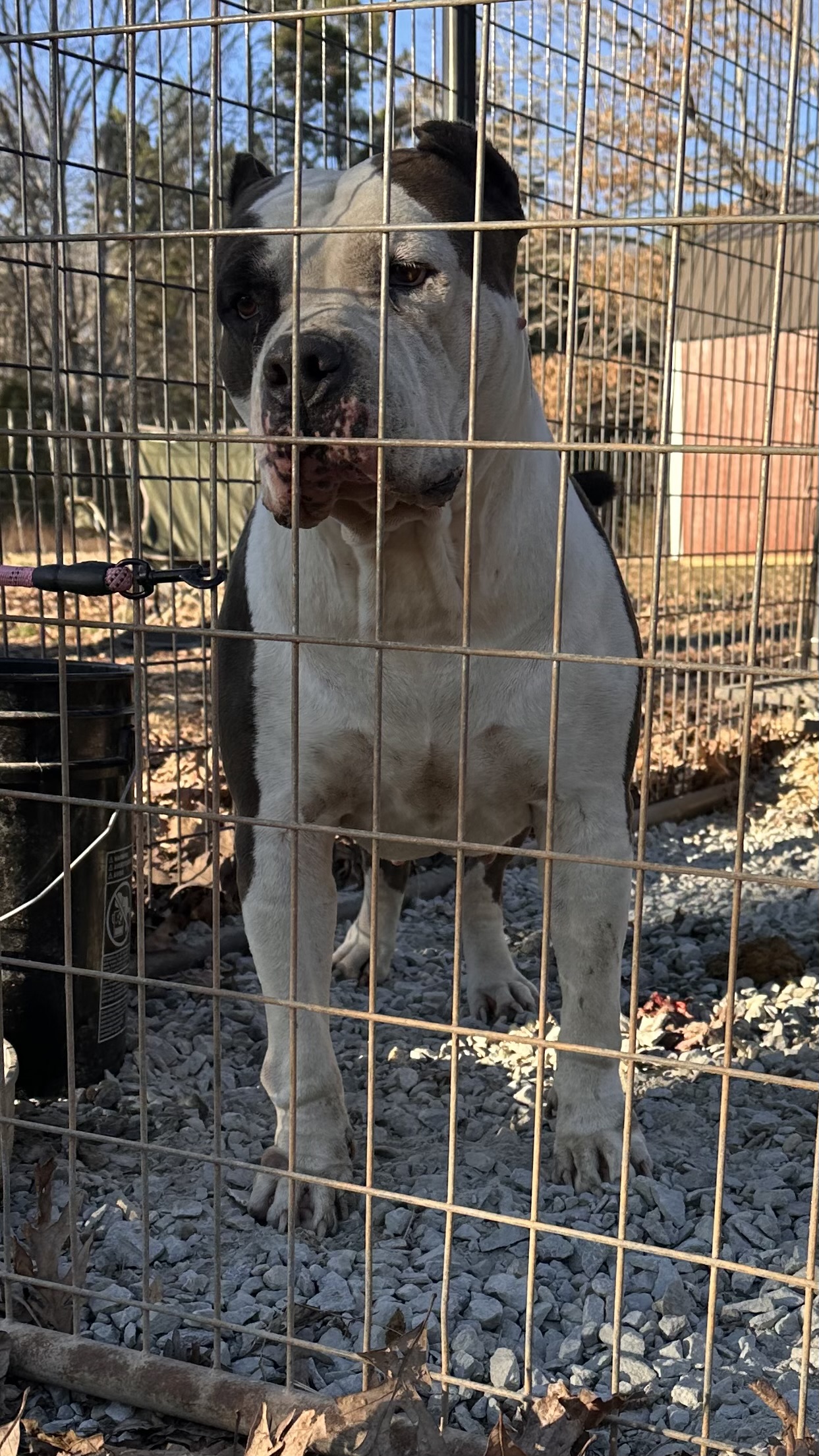 Dog Featured Image