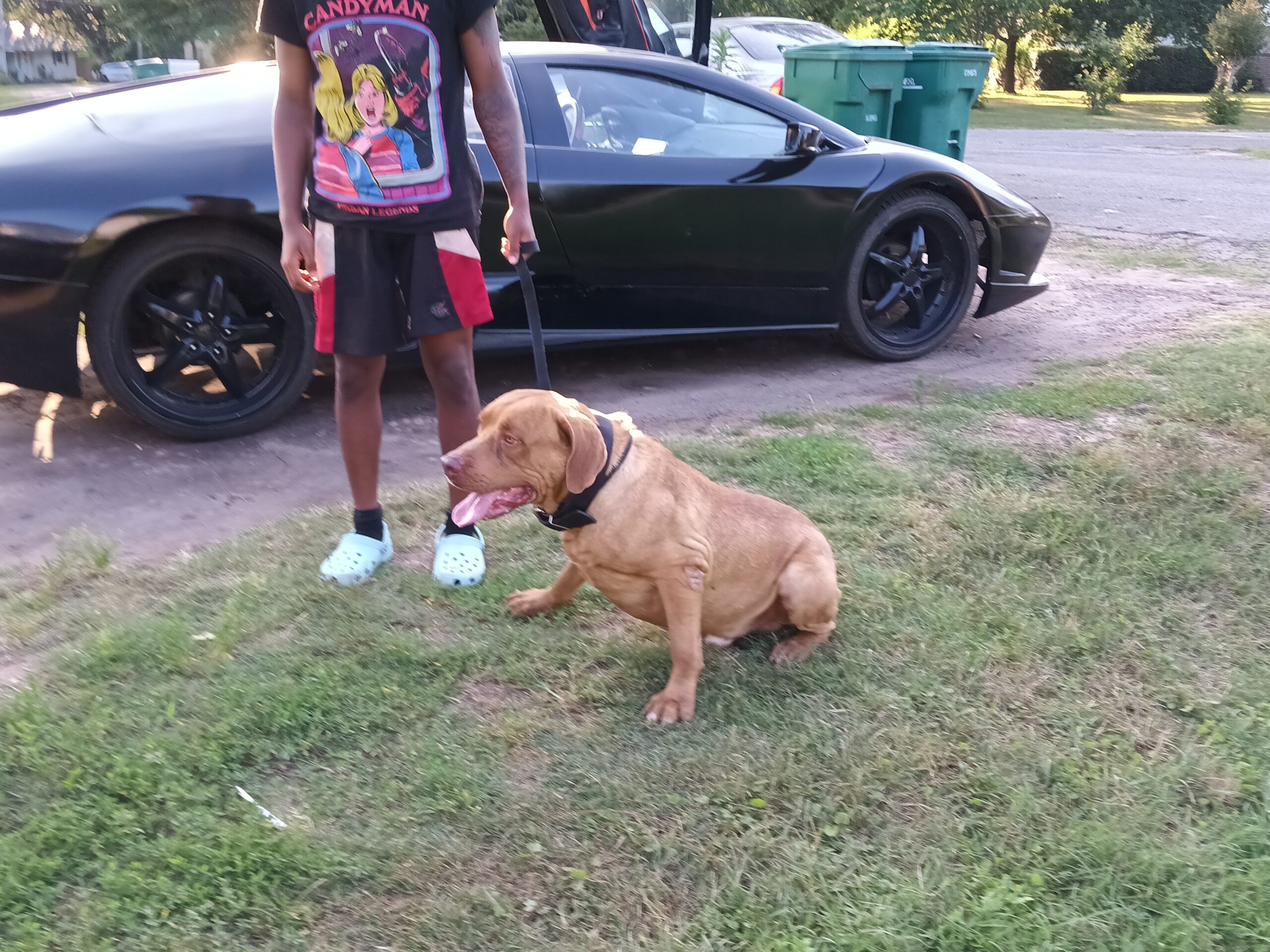 Dog Featured Image