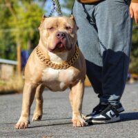 Cerberus’ Johnny Bravo