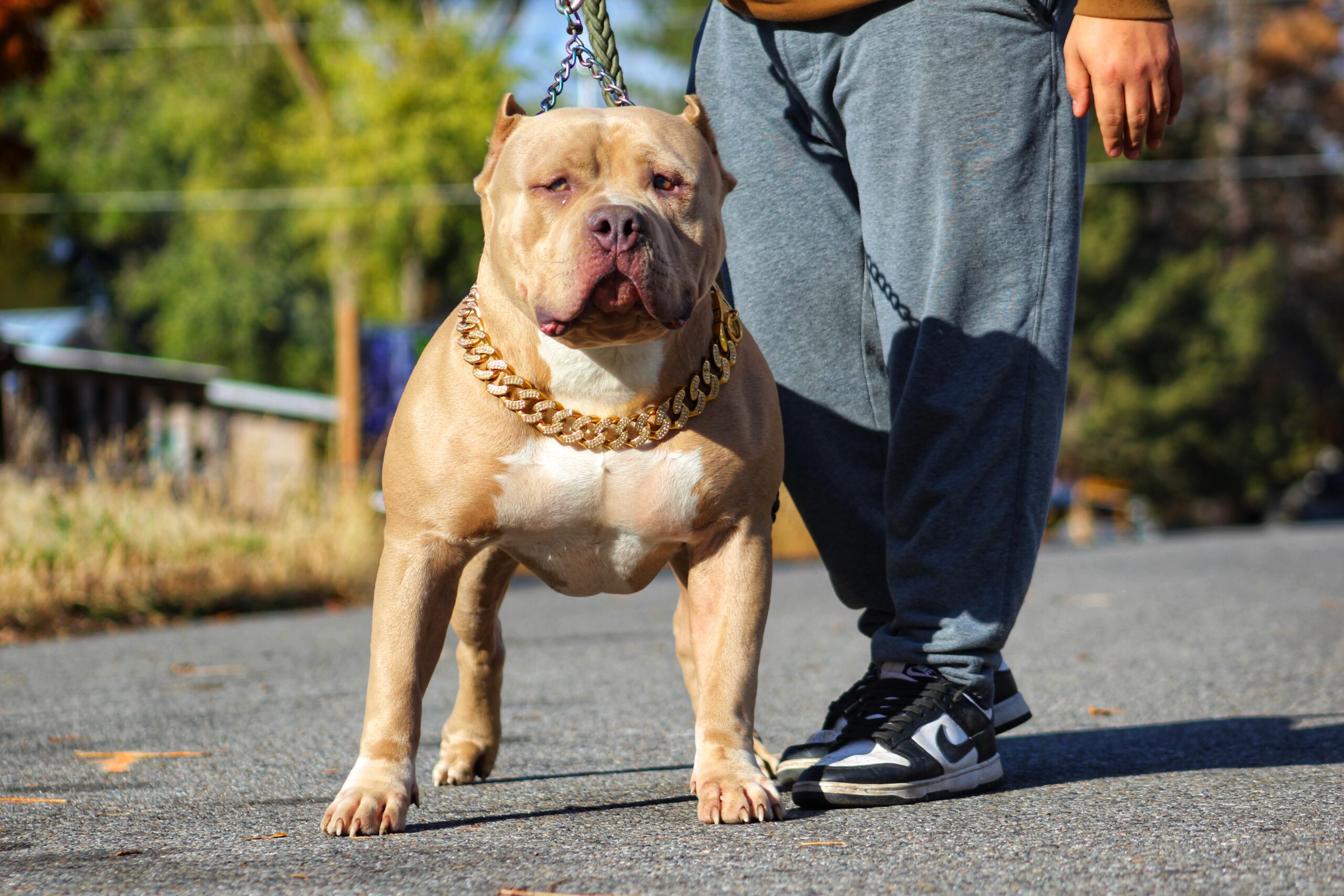 Dog Featured Image