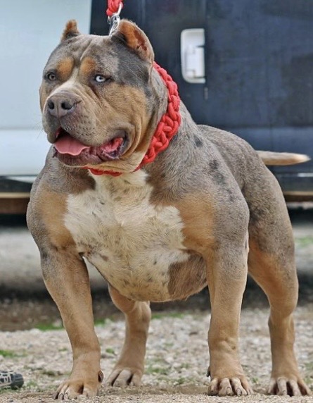 Dog Featured Image