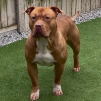 K1 KENNELS Chucky
