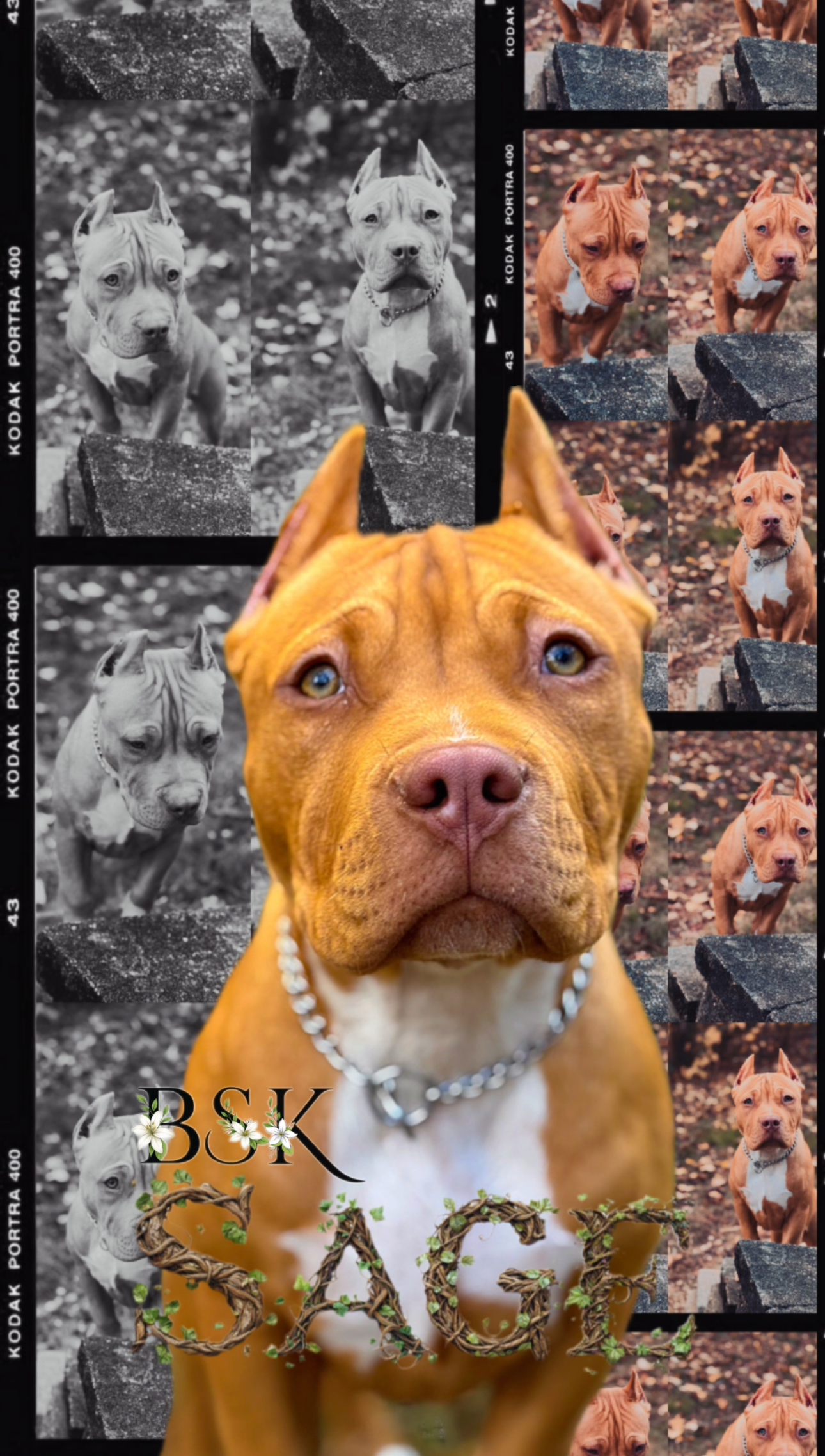 Dog Featured Image