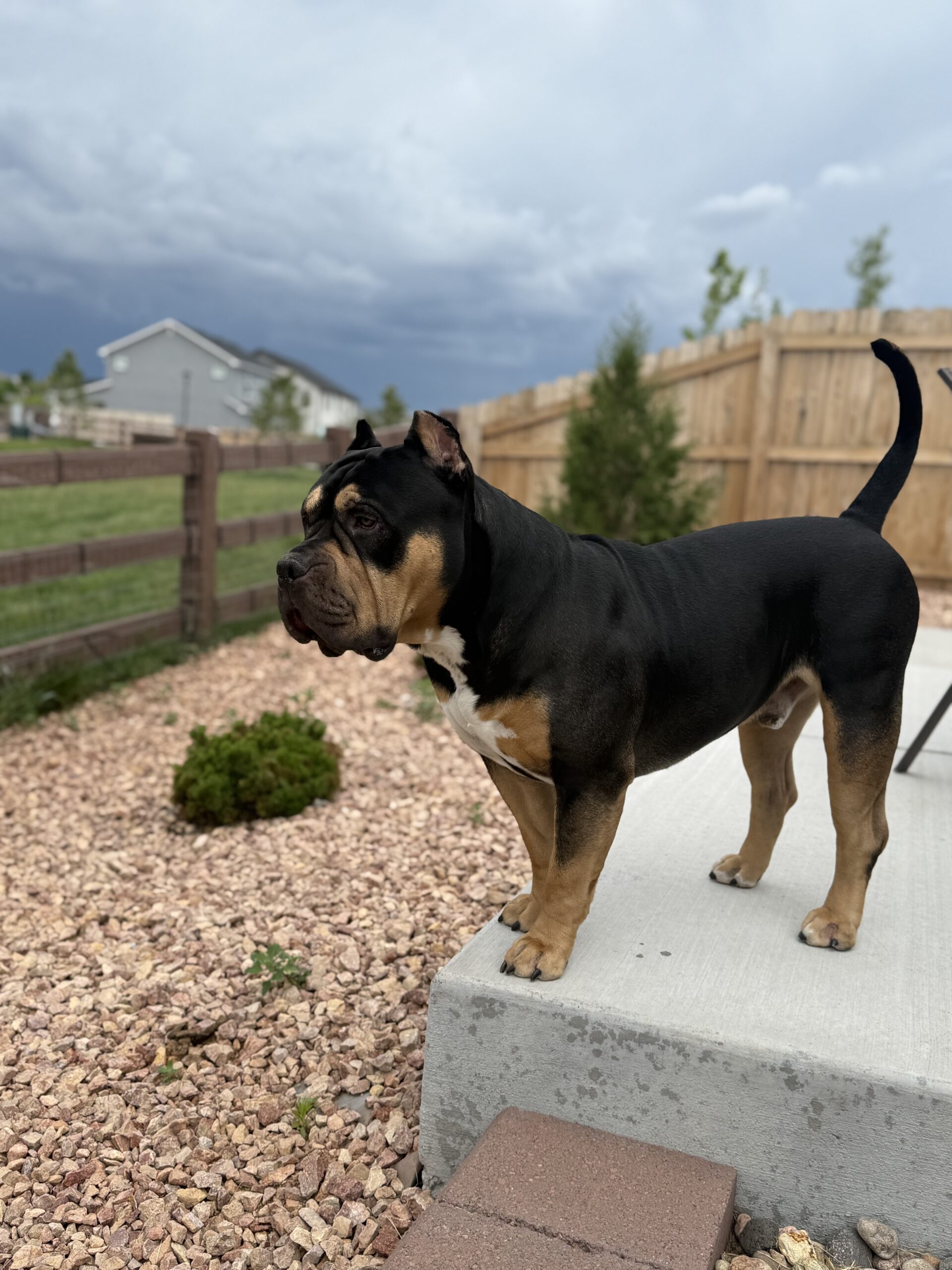 Dog Featured Image