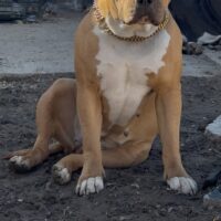 WBB Mocha