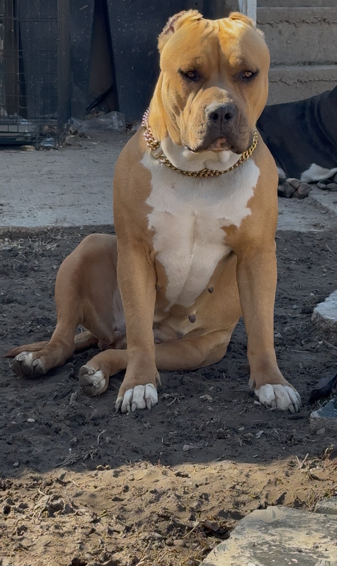 Dog Featured Image