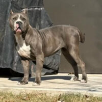 Dog Featured Image