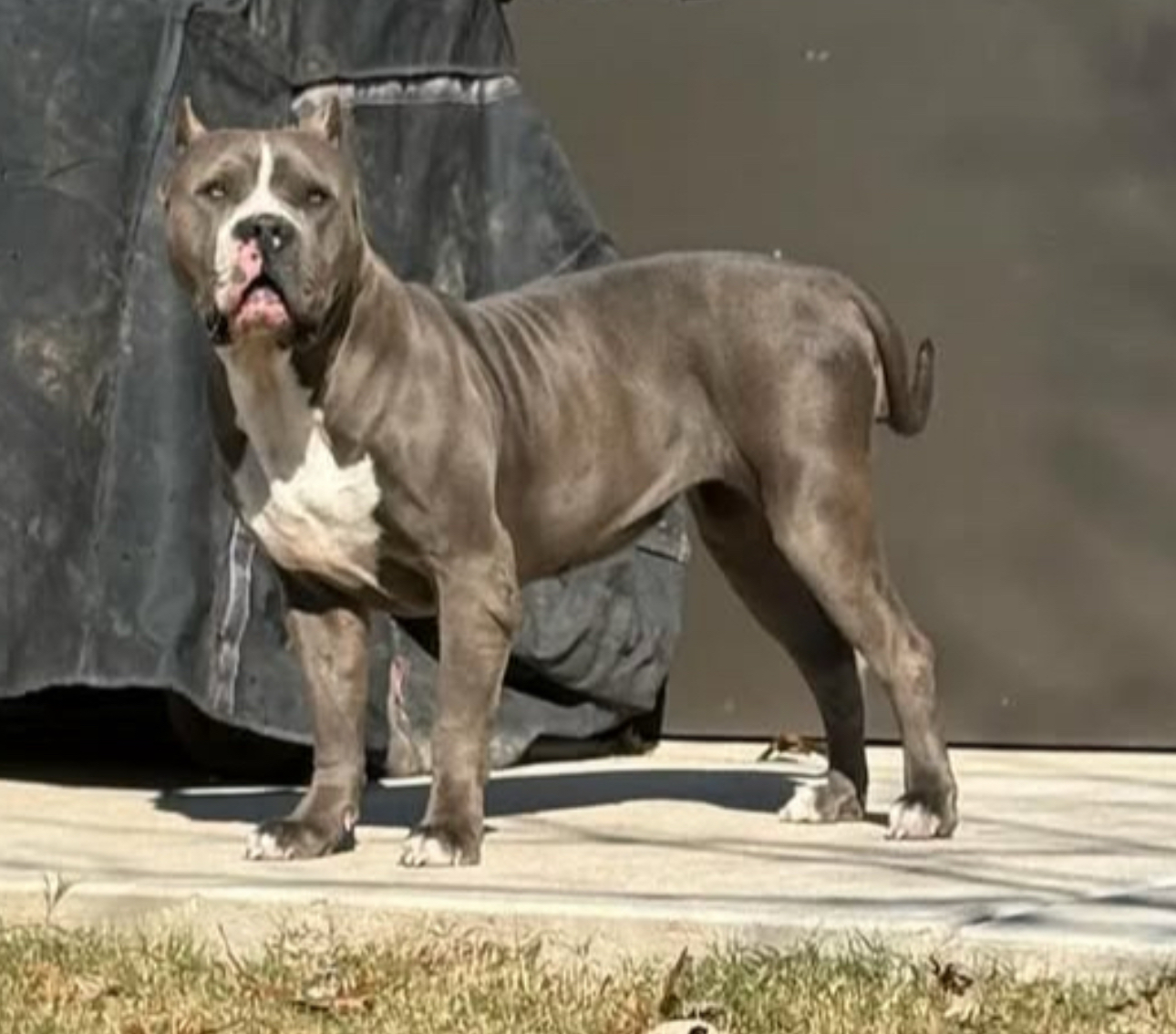 Dog Featured Image