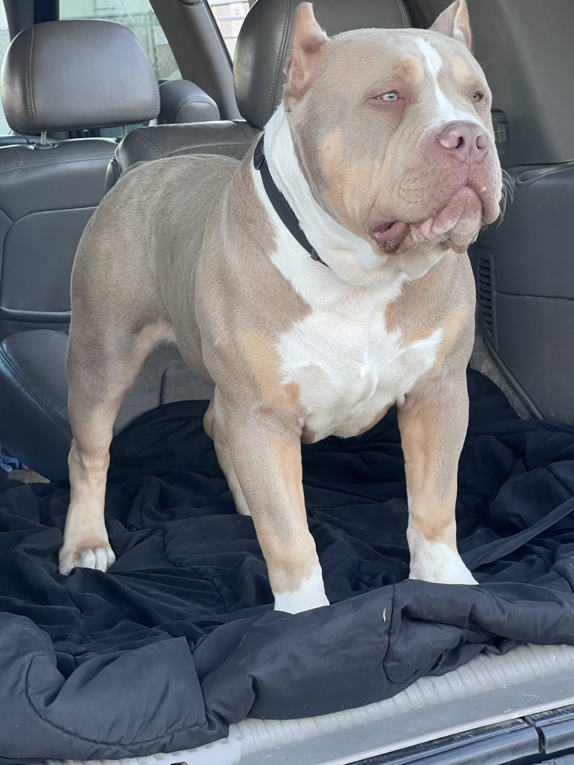 Dog Featured Image