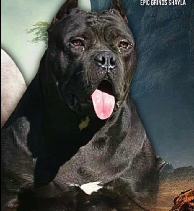 Dog Featured Image