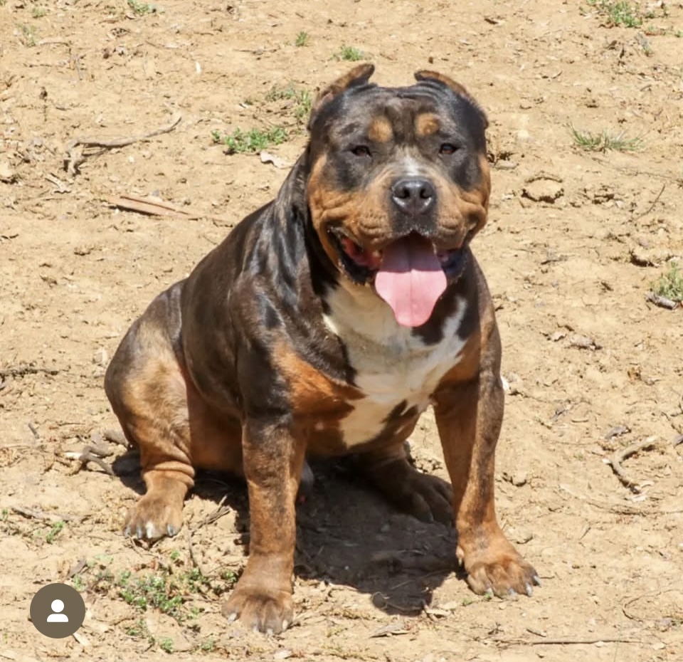 Dog Featured Image