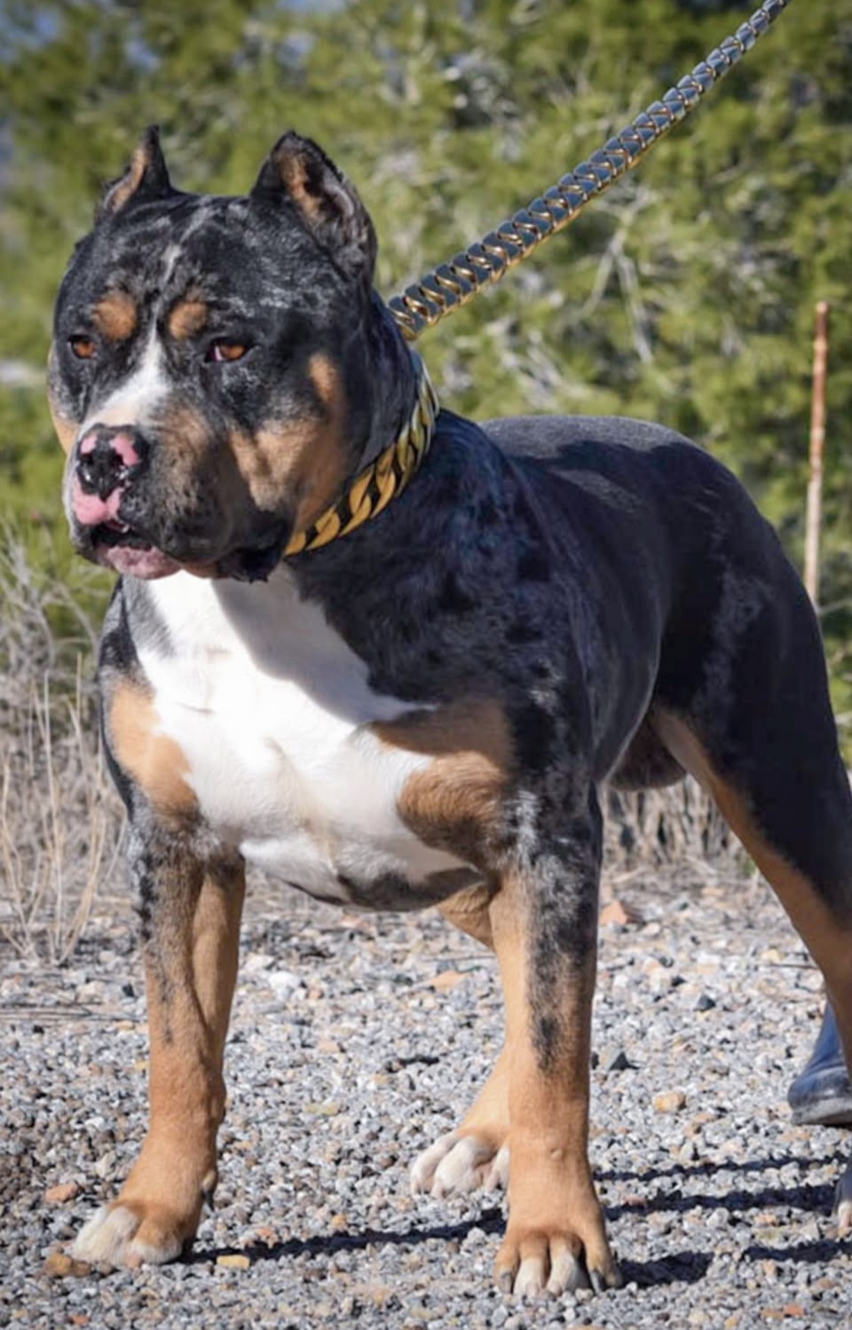 Dog Featured Image