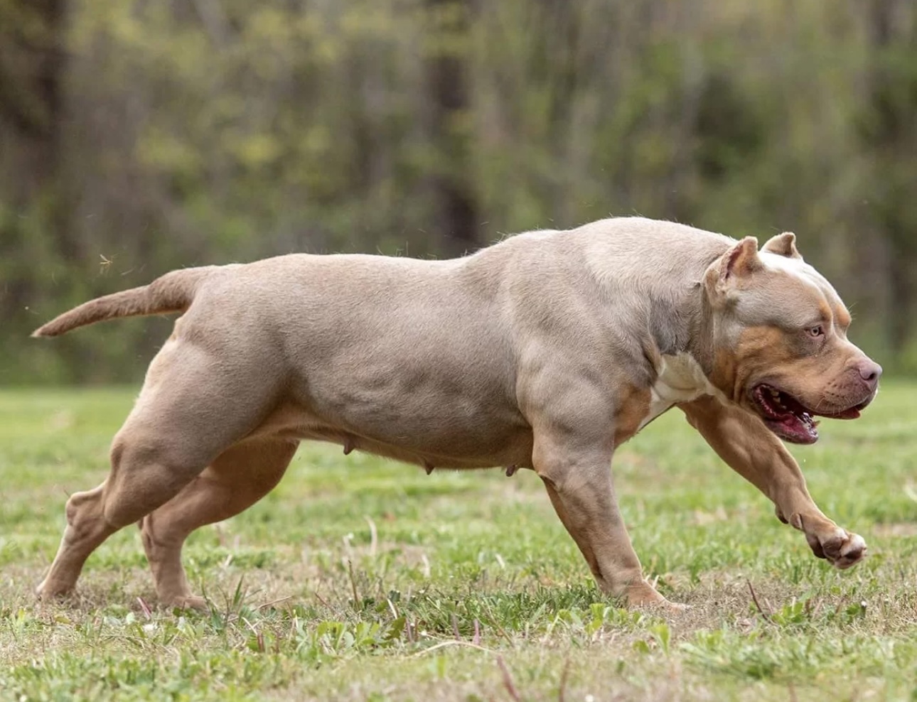 Dog Featured Image