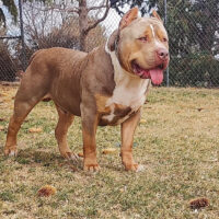 IBK CANELO