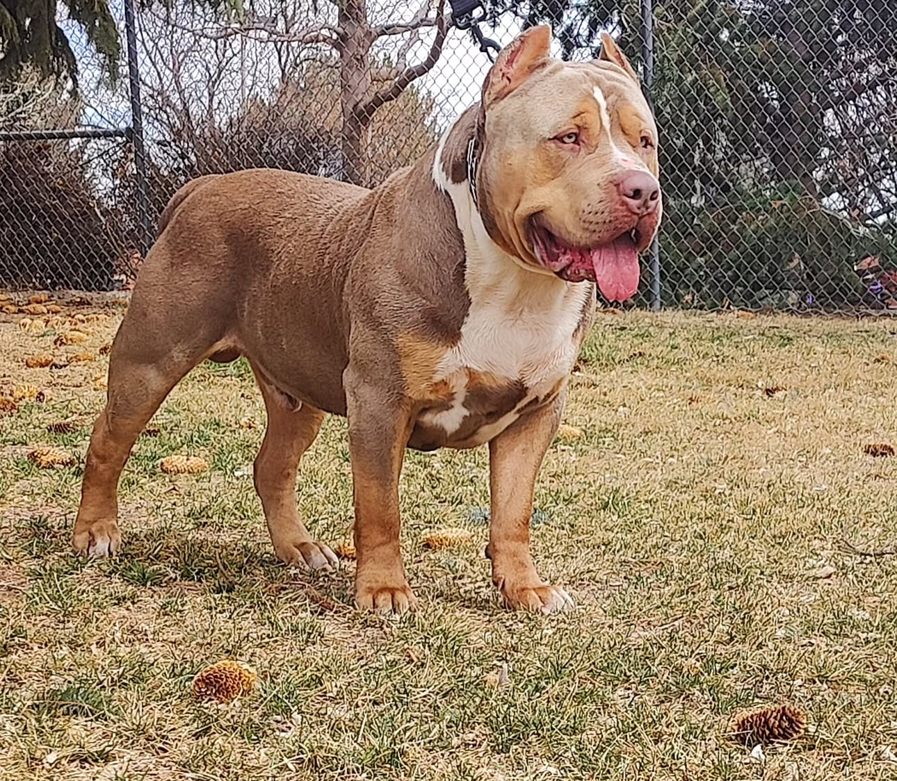 Dog Featured Image