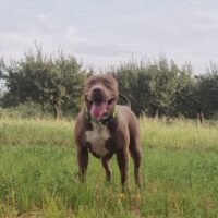 Carolina Bullies Vera