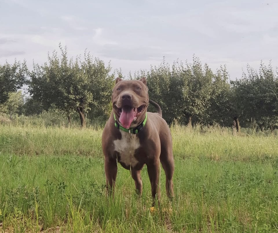Dog Featured Image