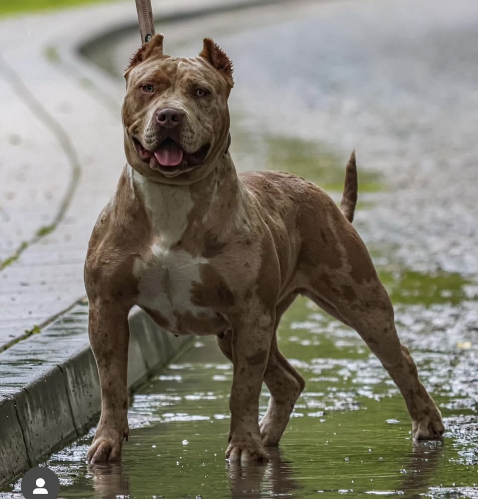 Dog Featured Image