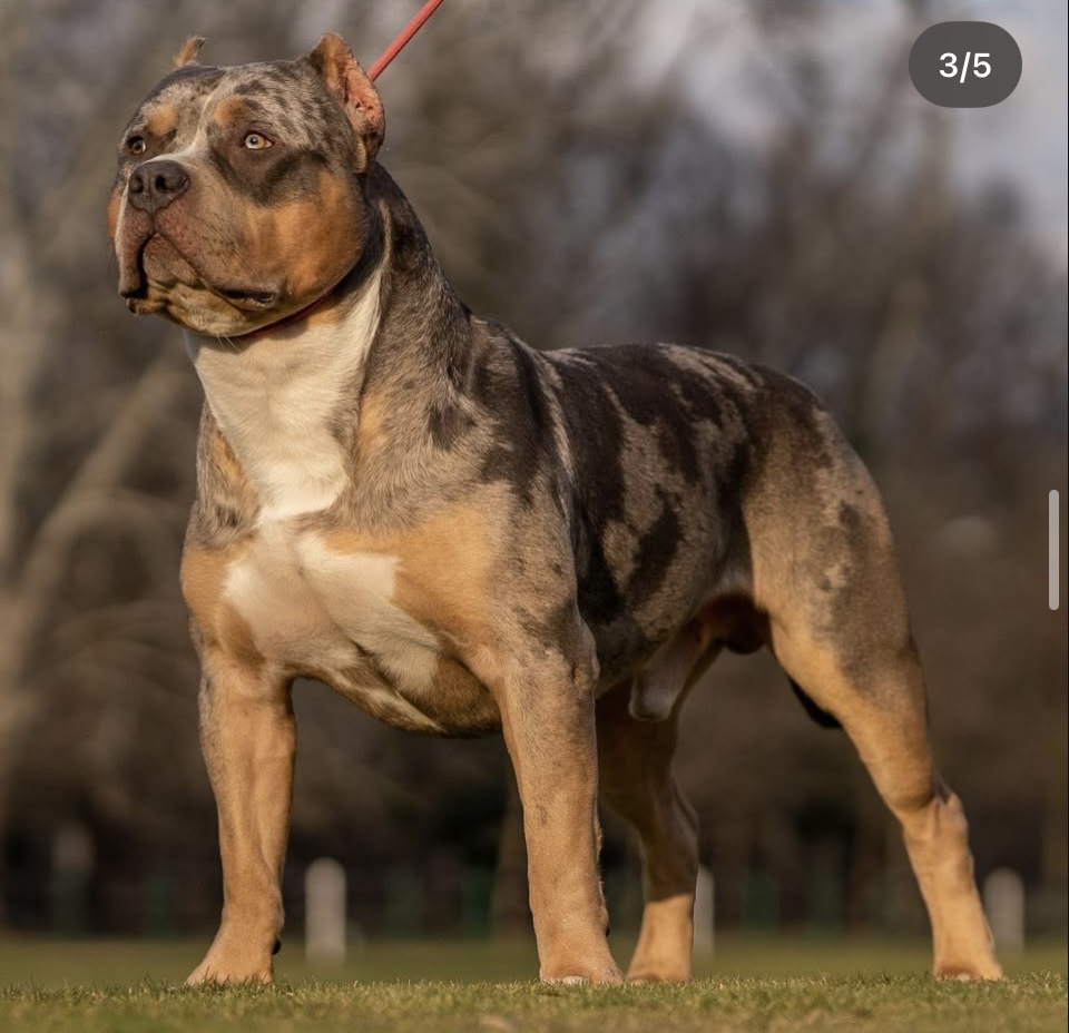 Dog Featured Image