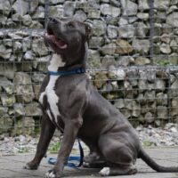 Bullys of Cupra Neptun