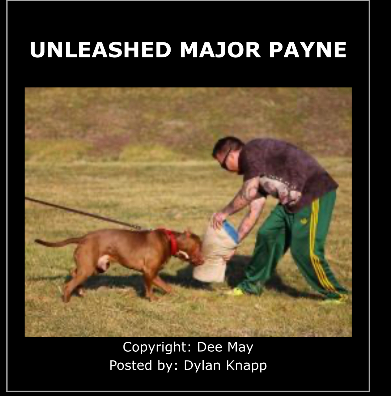 Dog Featured Image