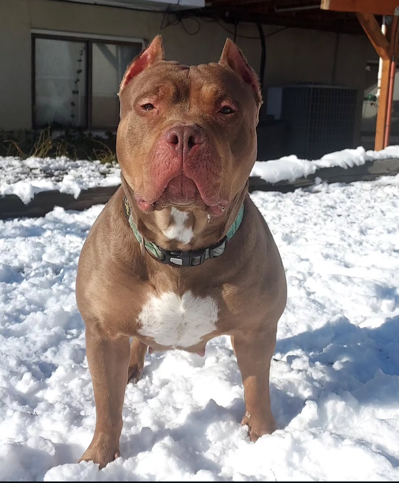Dog Featured Image