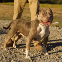 South Louisiana Bullies Buckle Bunny