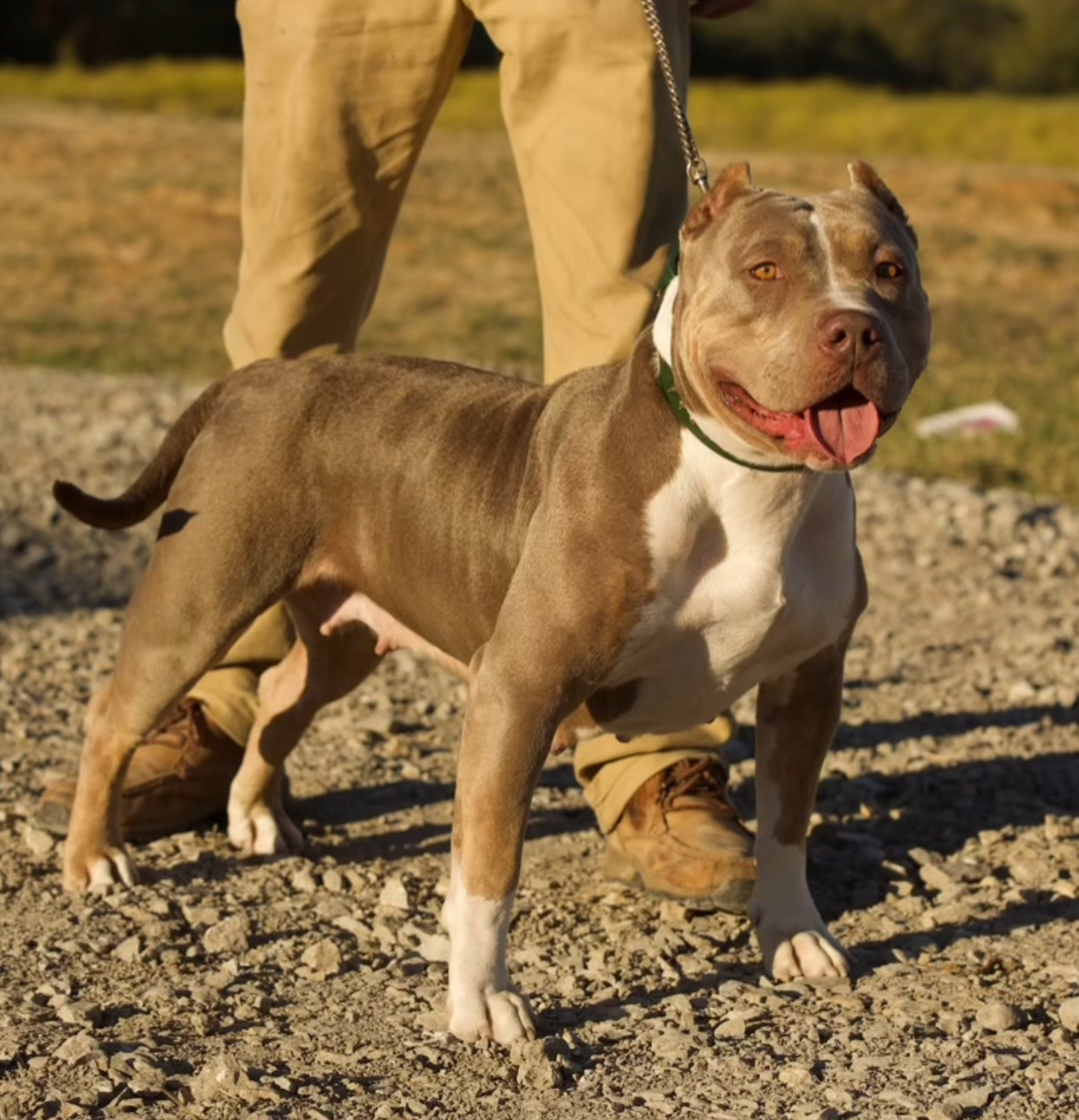 Dog Featured Image