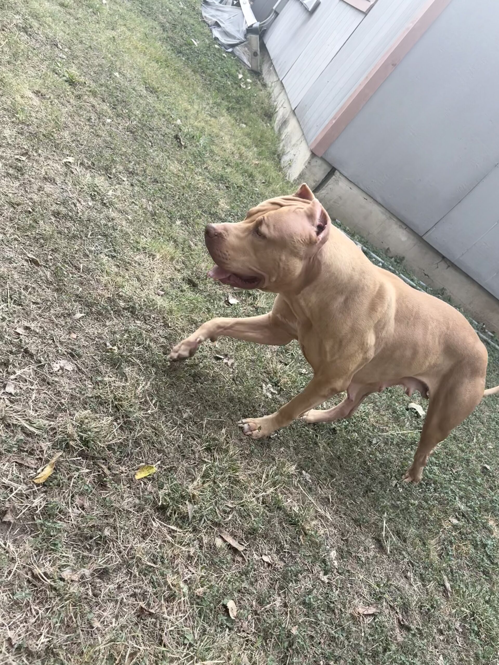 Dog Featured Image
