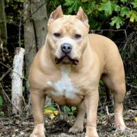 Ky Finest Bullies Susie Q