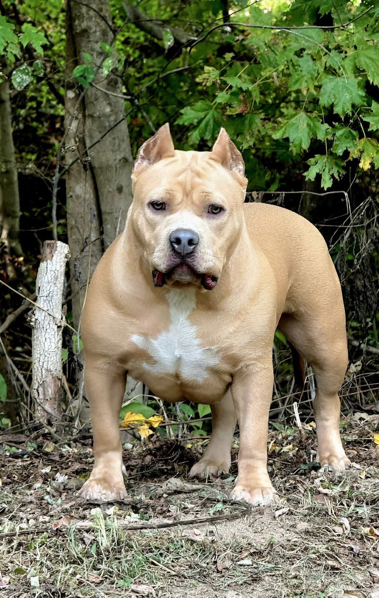 Dog Featured Image