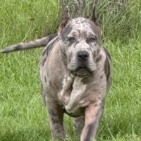 Gorillafacebullz Fletcher