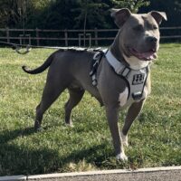 K1 Kennels Princess Kitana