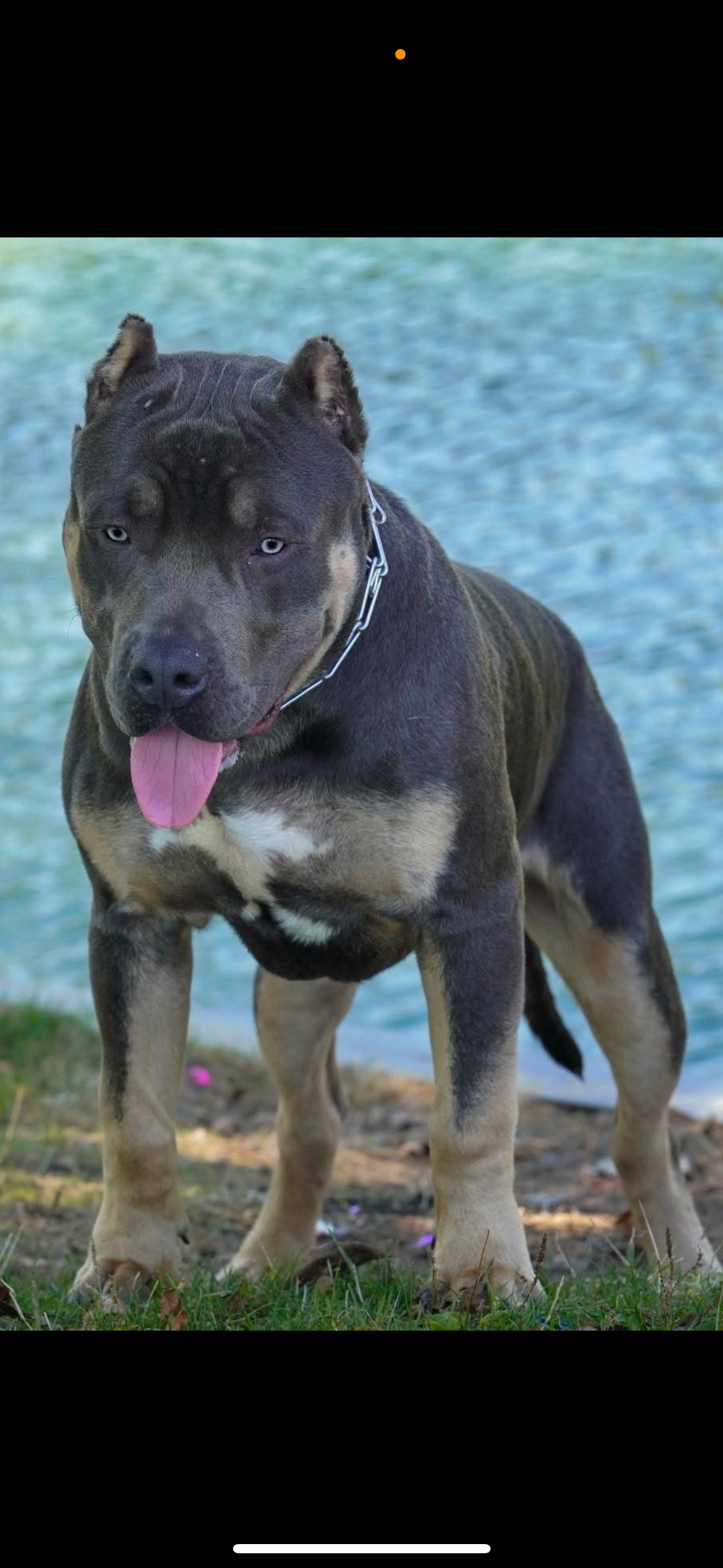 Dog Featured Image