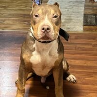 2TK’s Rocko